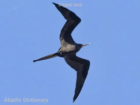 frigate bird